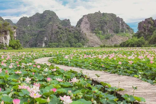 Ảnh thumbnail trip - Lịch trình Mùa sen nở đi chụp ảnh cùng Sen đẹp hết ý và cắm trại cực chill ngày cuối tuần nắng đẹp