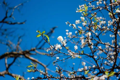 Ảnh thumbnail trip - Lịch trình Du lịch Mộc Châu tự túc 3N2Đ chỉ với 1tr500k - Khám phá mùa hoa mơ hoa mận đẹp nhất trong năm